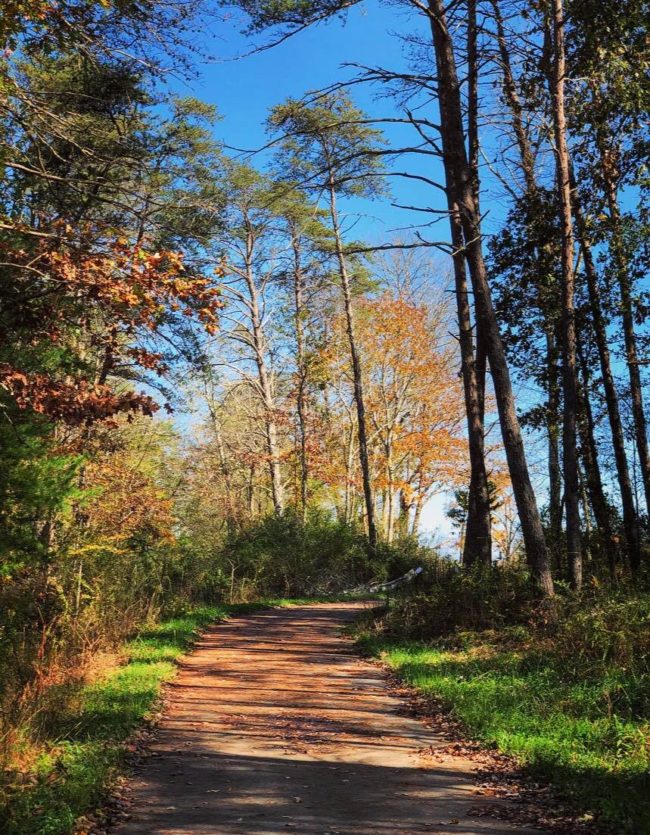 dirt path on a trail
