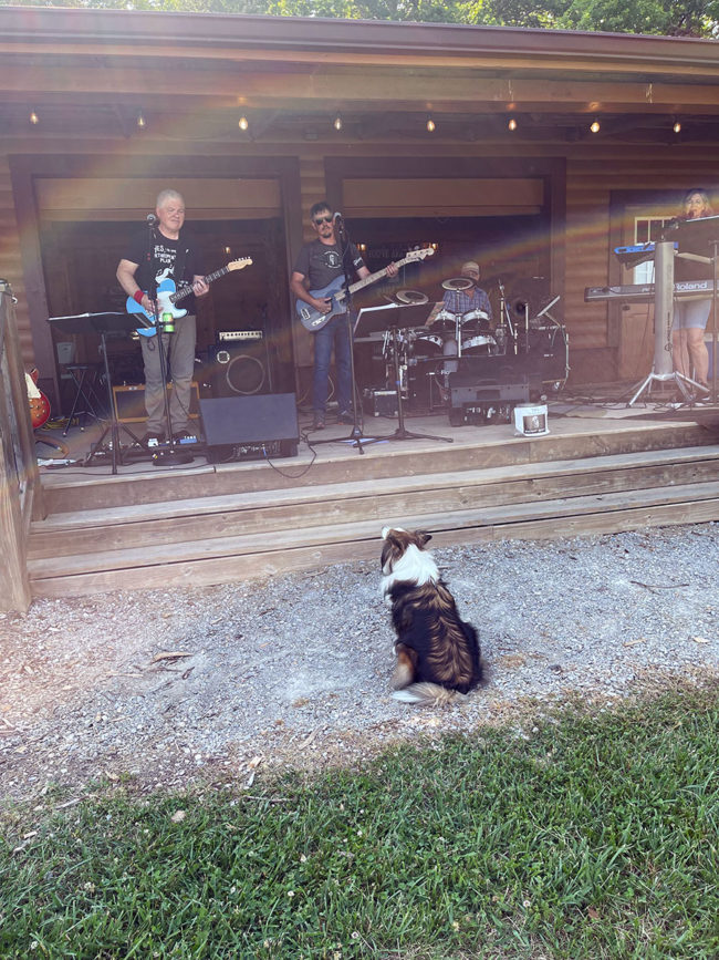 dog watching a band play