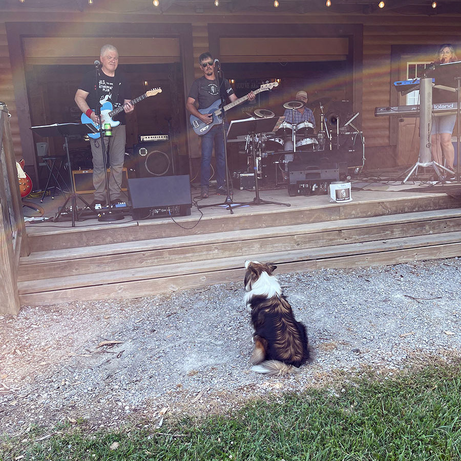 dog watching a band play